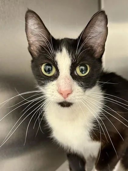 An adult medium-sized female Black Domestic Short Hair cat named Moo Moo for adoption in Wichita, KS