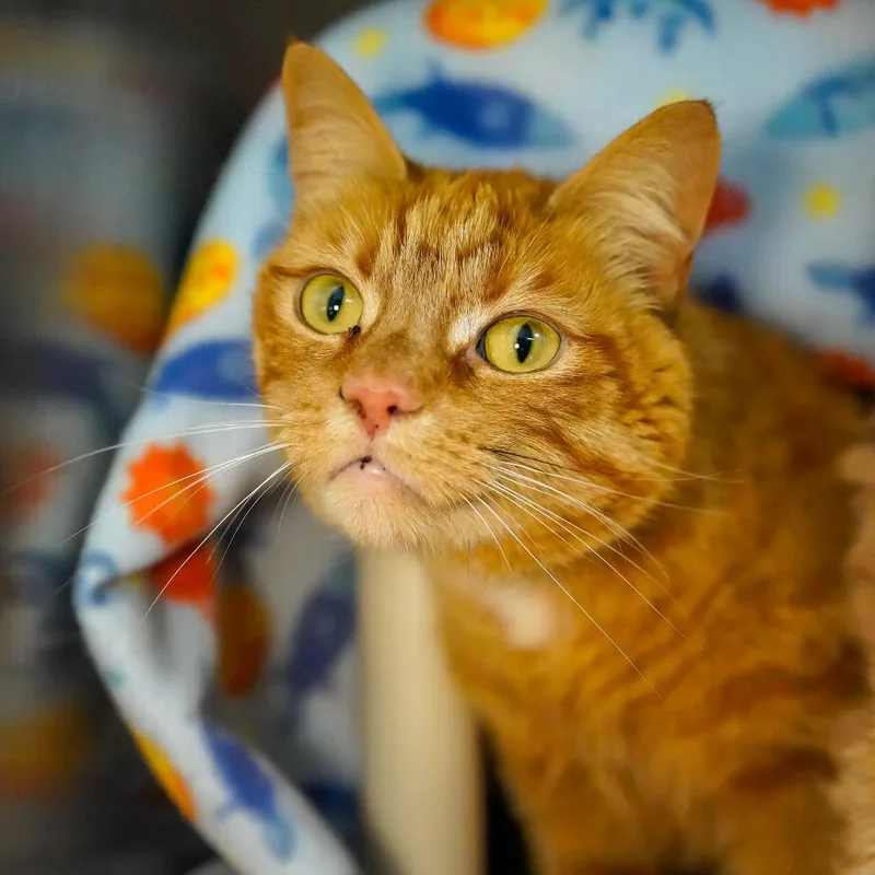 An adult small-sized female Orange / Red Domestic Short Hair cat named Ballerina for adoption in Thomaston, ME
