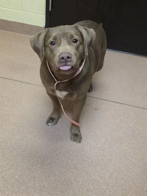 An adult large-sized male Labrador Retriever dog named Chaco for adoption in Cookeville, TN