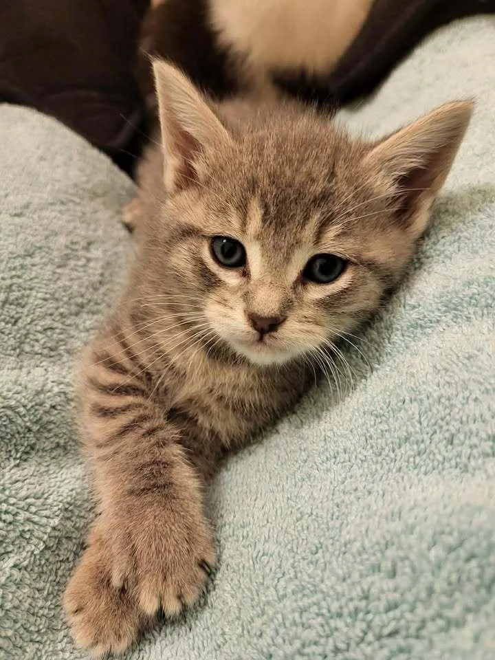 A baby small-sized female Gray & White Domestic Short Hair cat named Jelly Bean for adoption in Woodbridge, VA