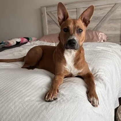 An adult medium-sized male Golden Mixed Breed dog named Moose for adoption in Houston, TX