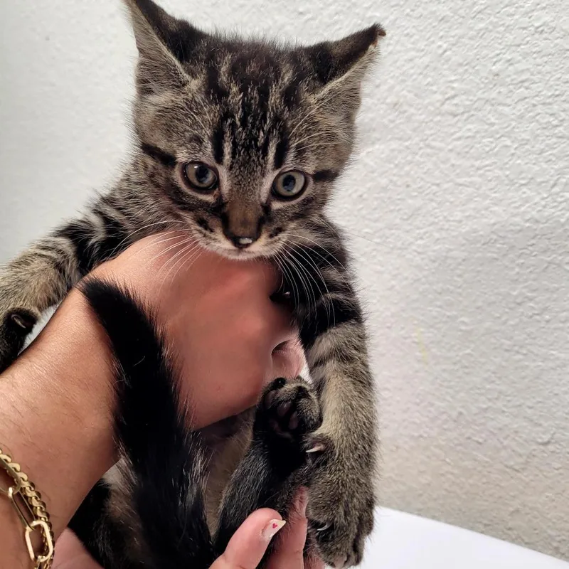 A baby small-sized male Domestic Short Hair cat named Davey for adoption in Allyn, WA