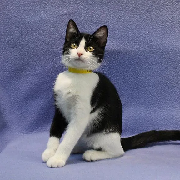 A baby medium-sized female Black & White / Tuxedo Domestic Short Hair cat named Aurora for adoption in Overland Park, KS