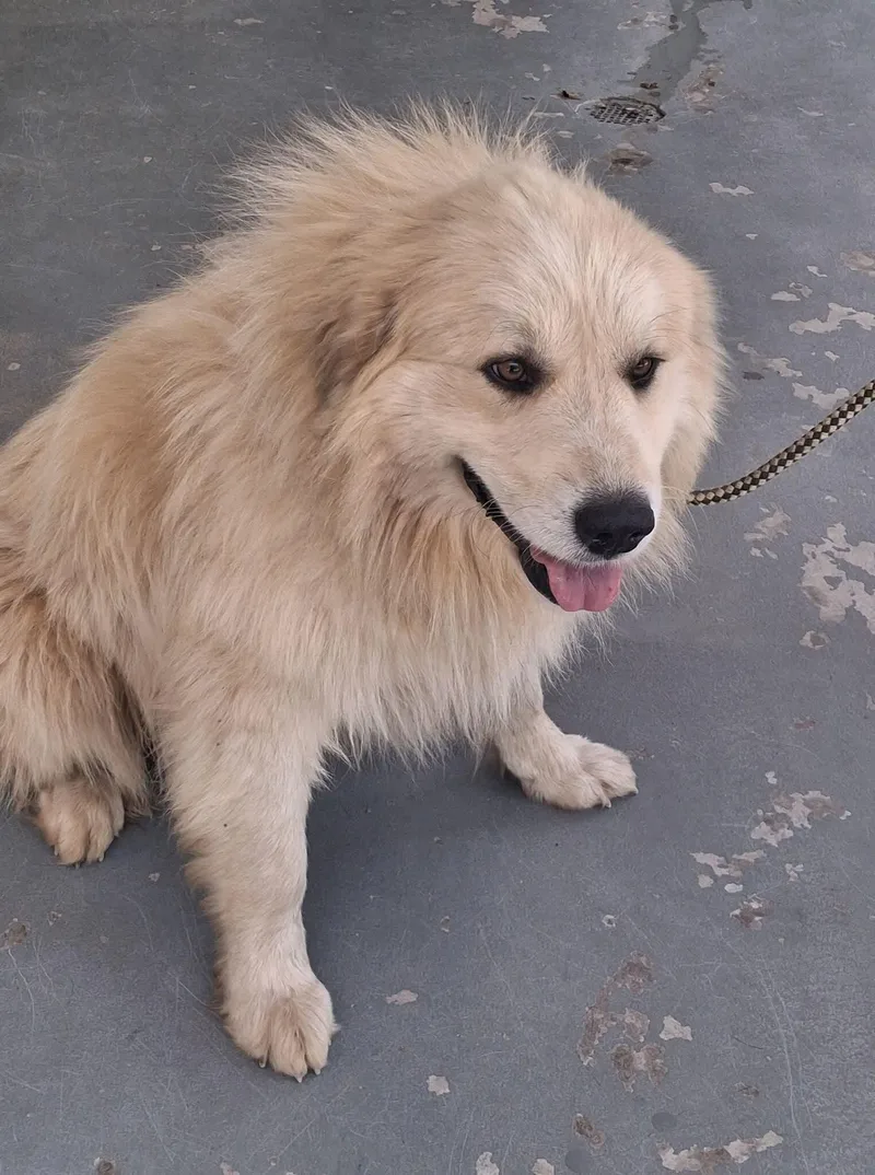 An adult large-sized female White / Cream Great Pyrenees dog named River for adoption in Stuart, VA