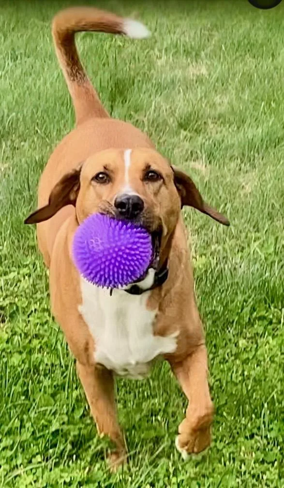 An adult large-sized male Red / Chestnut / Orange Redbone Coonhound dog named Atlas for adoption in Akron, OH