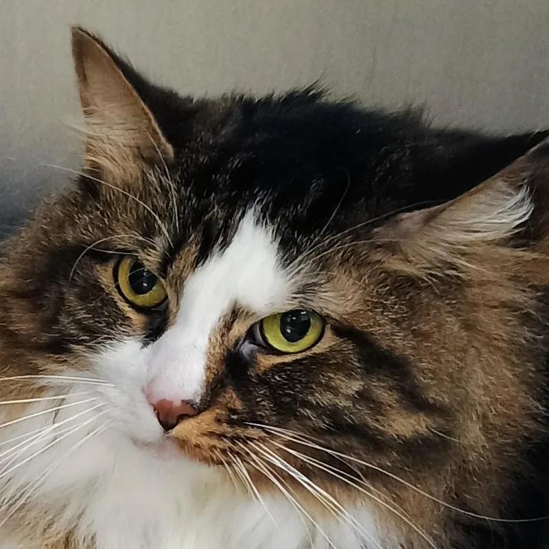 A senior large-sized female White Domestic Long Hair cat named Galaxy for adoption in Palestine, TX