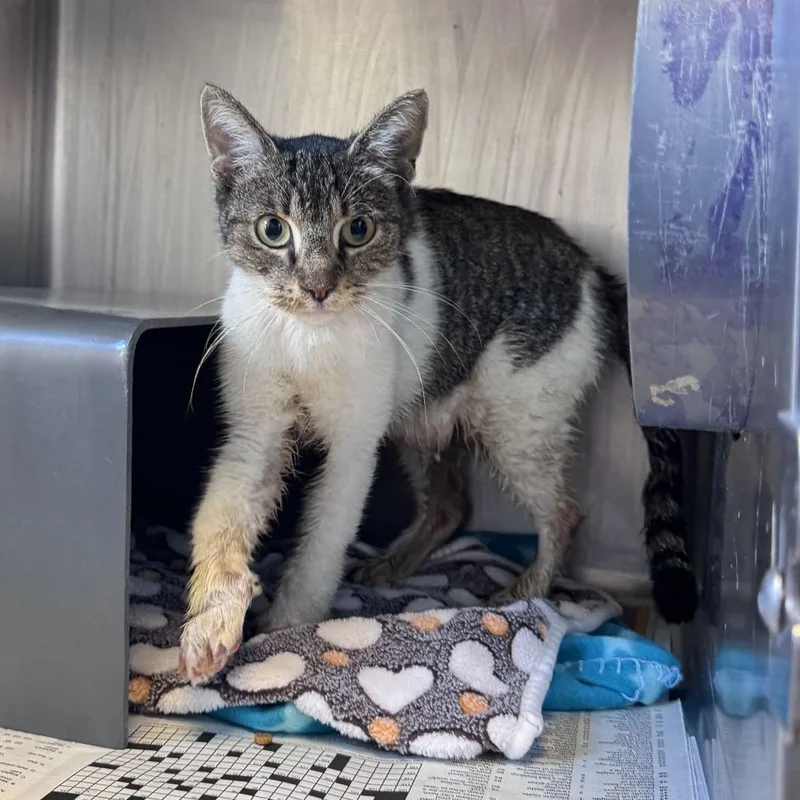 An adult medium-sized female Buff / Tan / Fawn Domestic Short Hair cat named Mandy for adoption in Chicago, IL