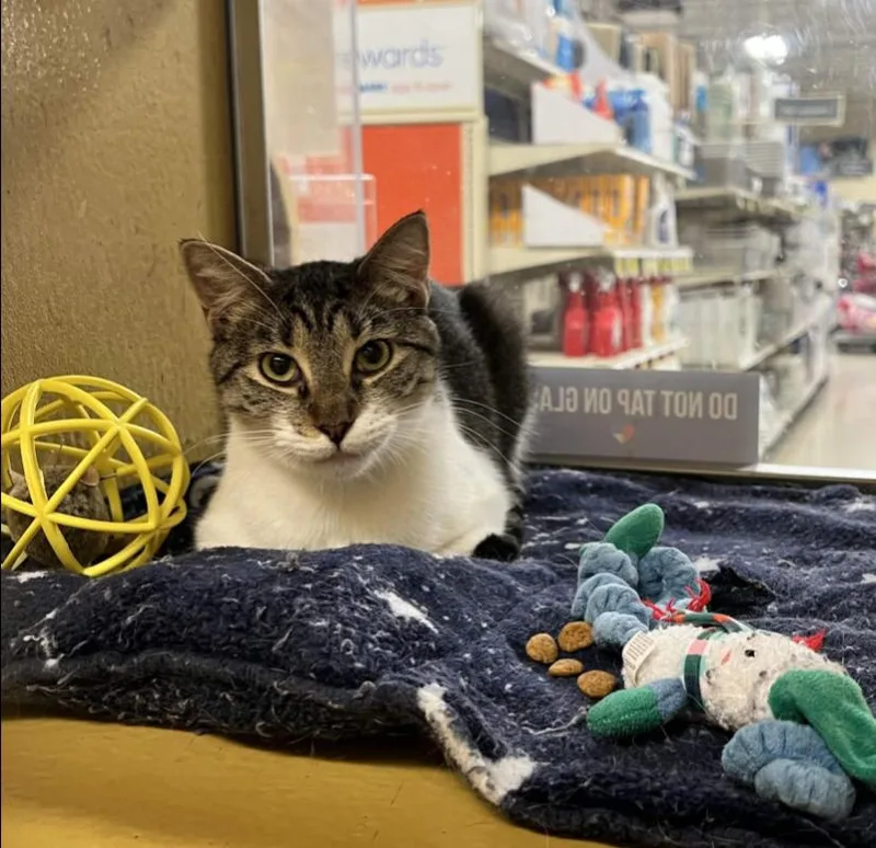 A young medium-sized female Gray & White Domestic Short Hair cat named Irina for adoption in Pearland, TX