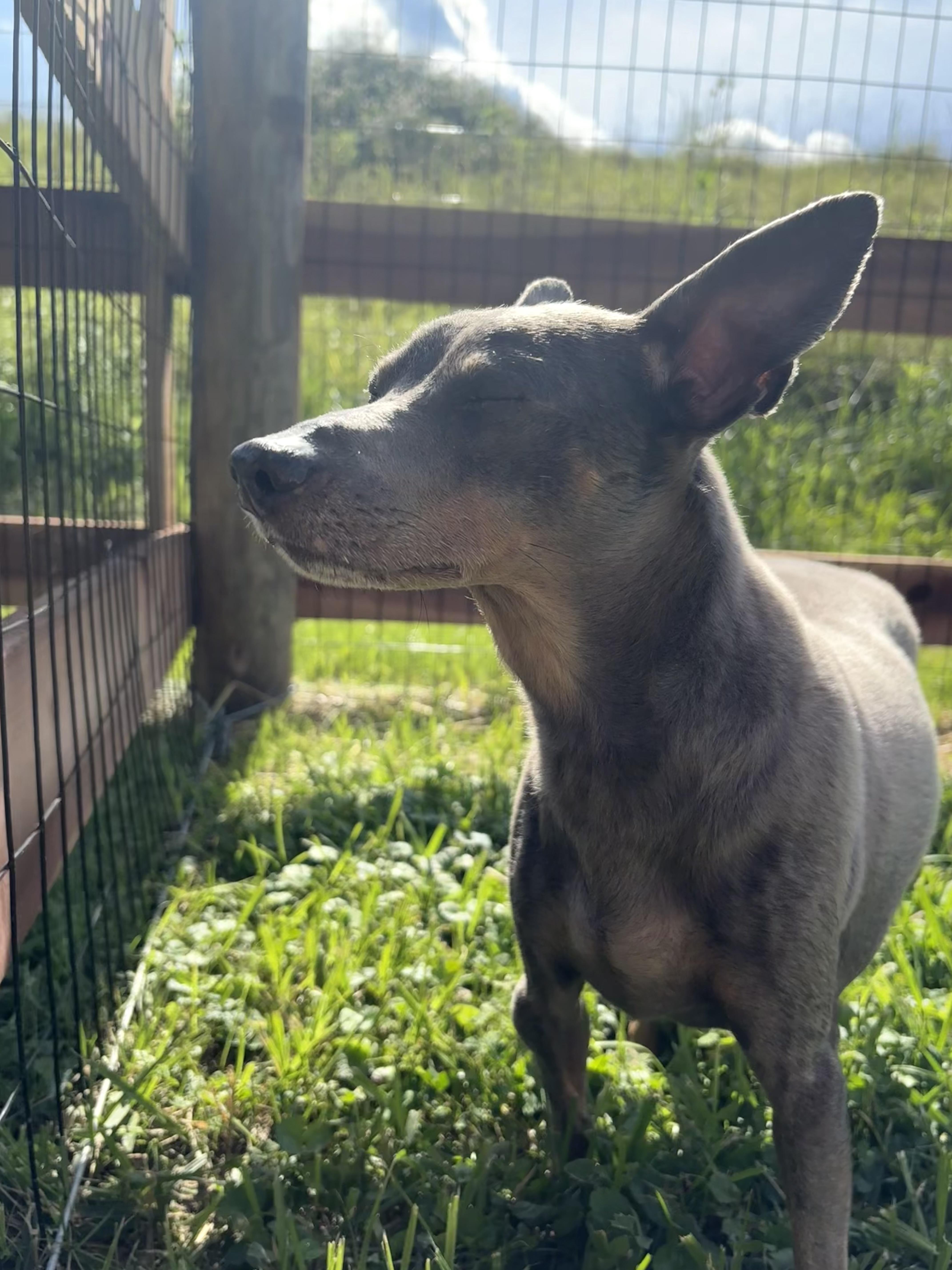 A senior small-sized male Gray / Blue / Silver Miniature Pinscher dog named Trouble for adoption in Wilder, KY