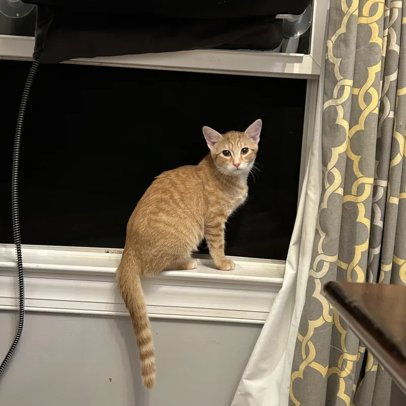 A baby small-sized male Tabby (Orange / Red) American Shorthair cat named NuggetA PURE GOLD CUDDLE for adoption in Bristow, VA