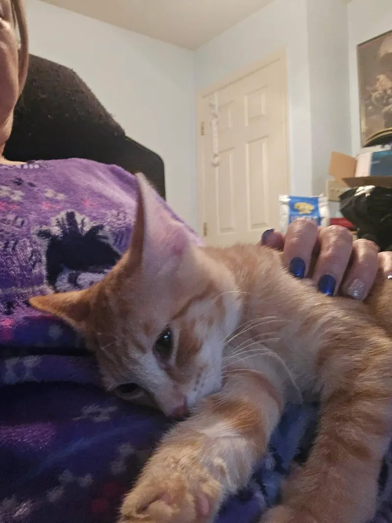 NuggetA PURE GOLD CUDDLE thumbnail 2