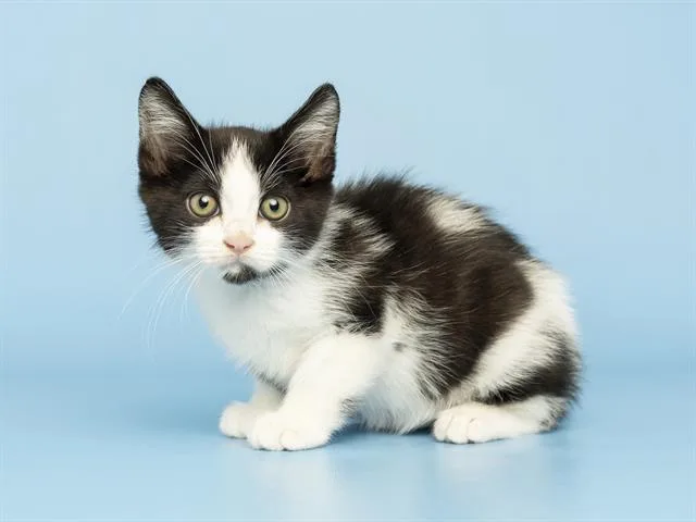 A baby small-sized male Domestic Short Hair cat named George for adoption in Phoenix, AZ