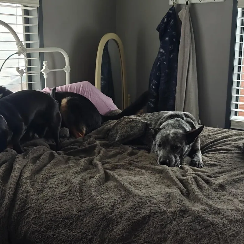 Petewie Pete thumbnail 2