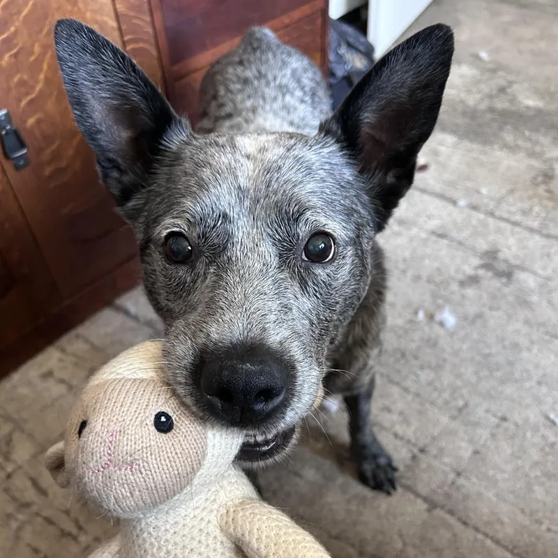 Petewie Pete thumbnail 3