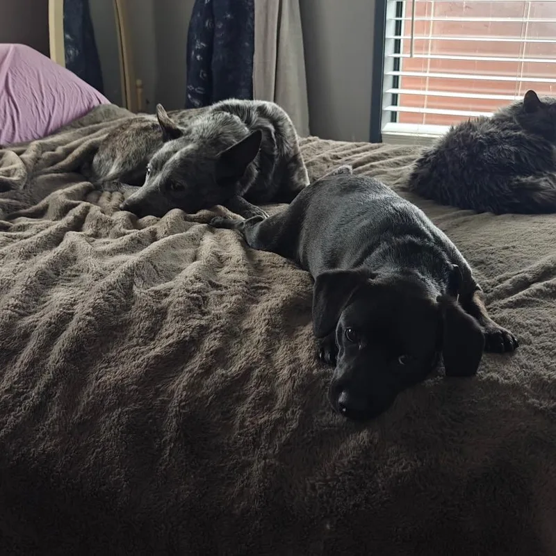 Petewie Pete thumbnail 4