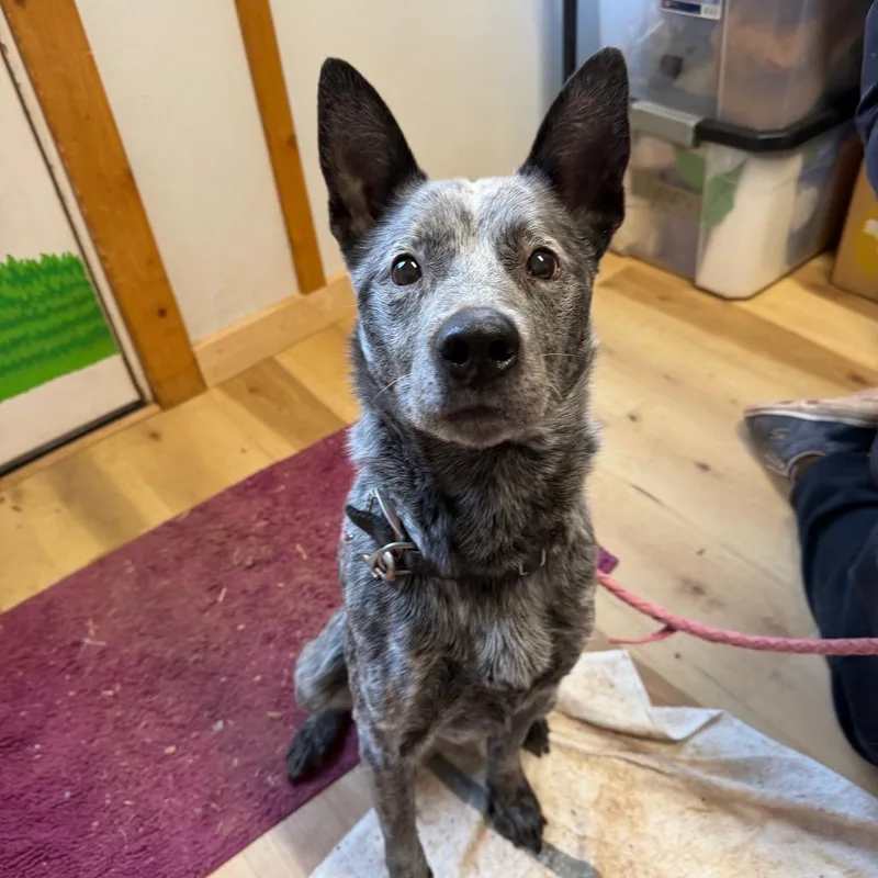 Petewie Pete thumbnail 5