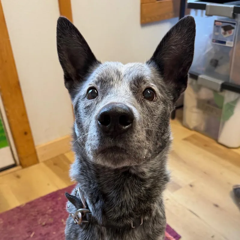 Petewie Pete thumbnail 6