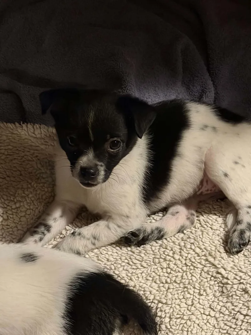 A baby small-sized female Black Rat Terrier dog named Hannah for adoption in Indianapolis, IN