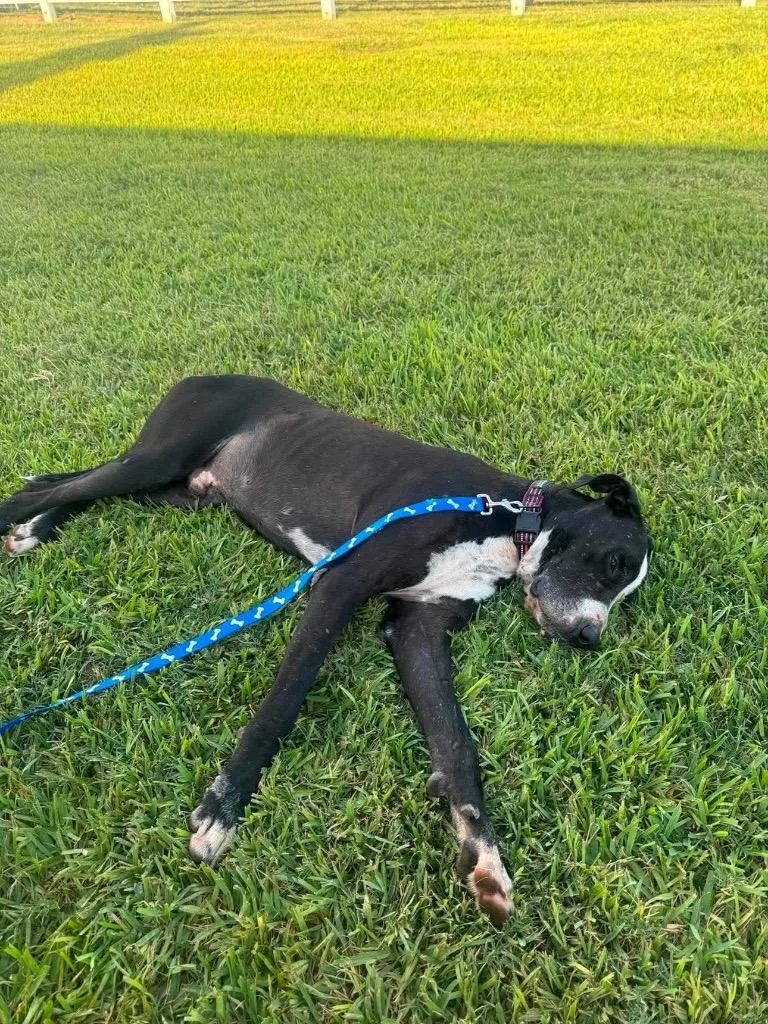 An adult extra large-sized male Black Great Dane dog named Ben for adoption in Bullard, TX