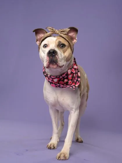 An adult medium-sized female Mixed Breed dog named Courtney for adoption in Atlanta, GA