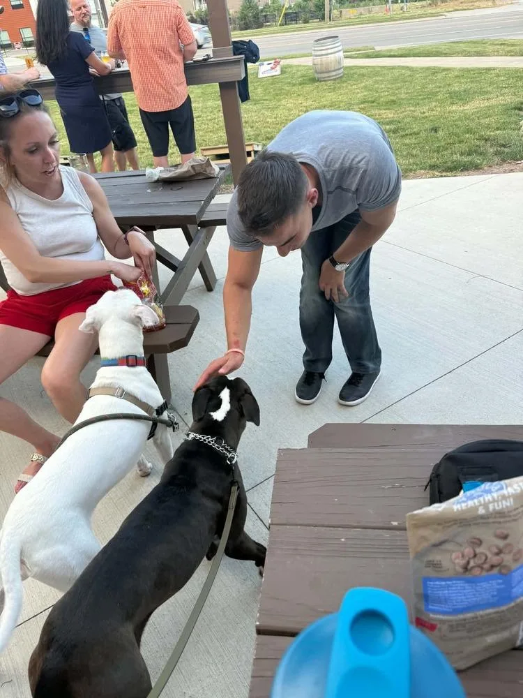 An adult medium-sized female Tricolor (Brown, Black, & White) Pit Bull Terrier dog named North for adoption in Amherst, NY