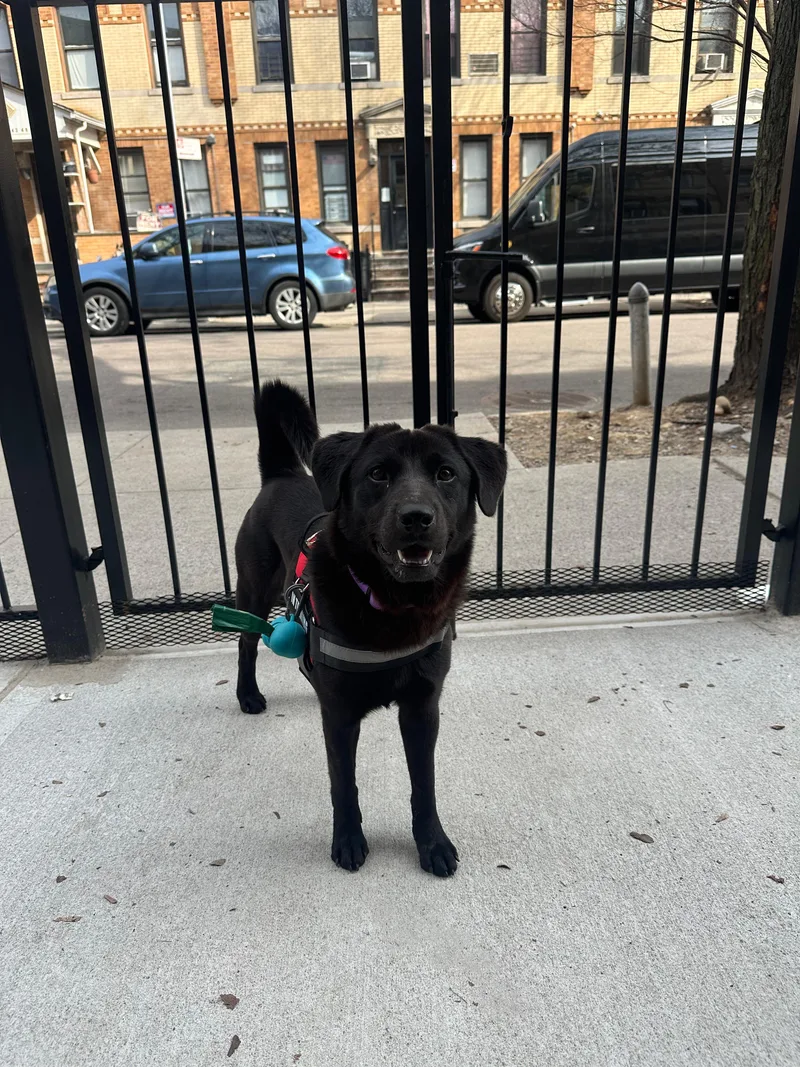 An adult medium-sized female Black Black Labrador Retriever dog named Onyx for adoption in New York, NY
