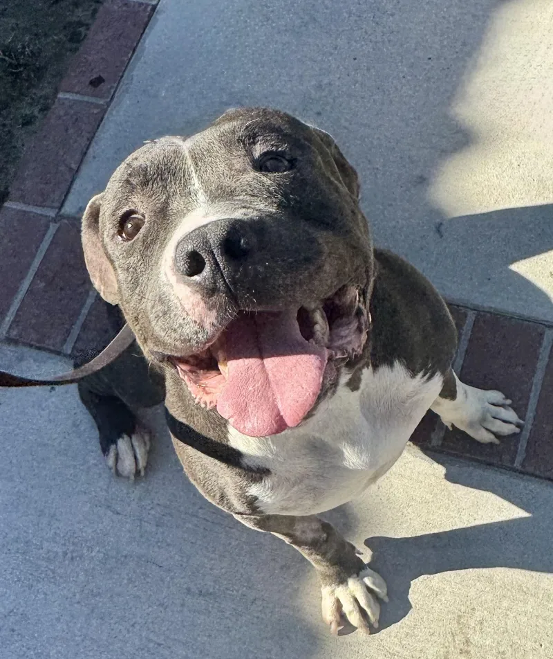 An adult medium-sized male Gray / Blue / Silver Pit Bull Terrier dog named Rocco for adoption in Woodland Hills, CA