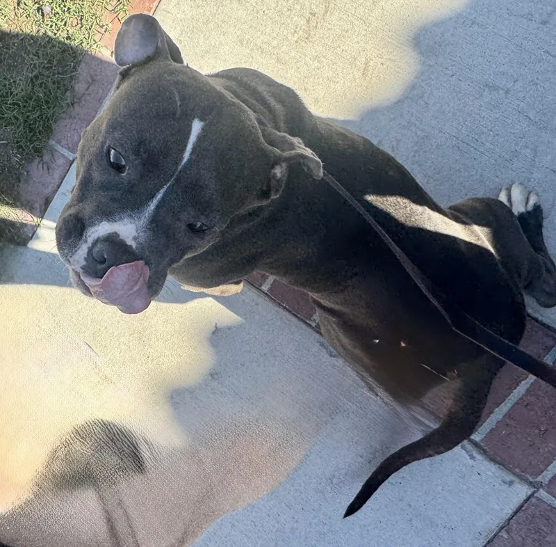 Rocco thumbnail 2