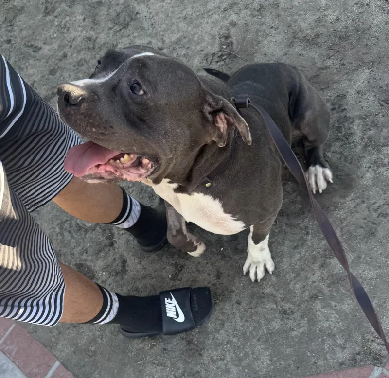 Rocco thumbnail 4