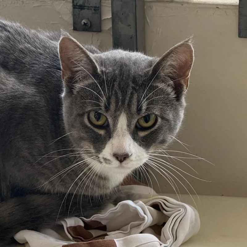A young medium-sized female Gray / Blue / Silver Domestic Short Hair cat named Moksha for adoption in Santa Barbara, CA