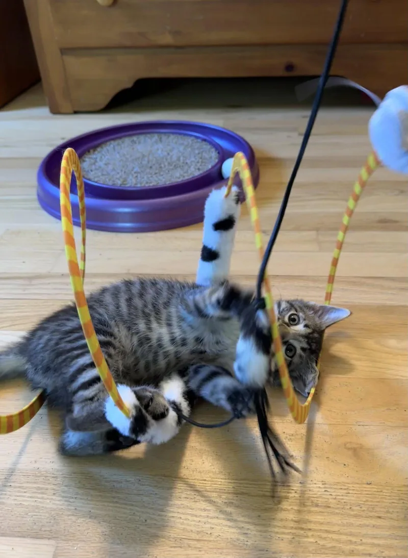 A baby medium-sized male Domestic Short Hair cat named Squigglebutt for adoption in Trenton, NJ