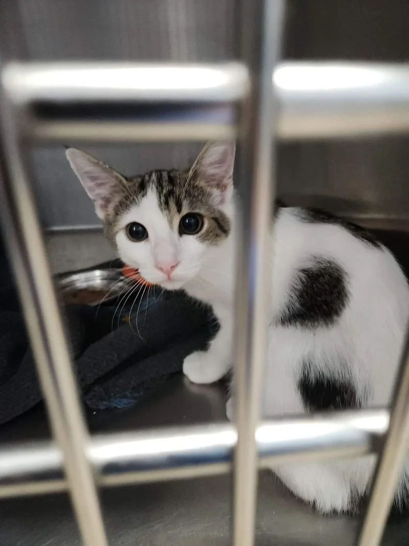 A young small-sized female Brown / Chocolate Domestic Short Hair cat named Brownie for adoption in Kingman, AZ