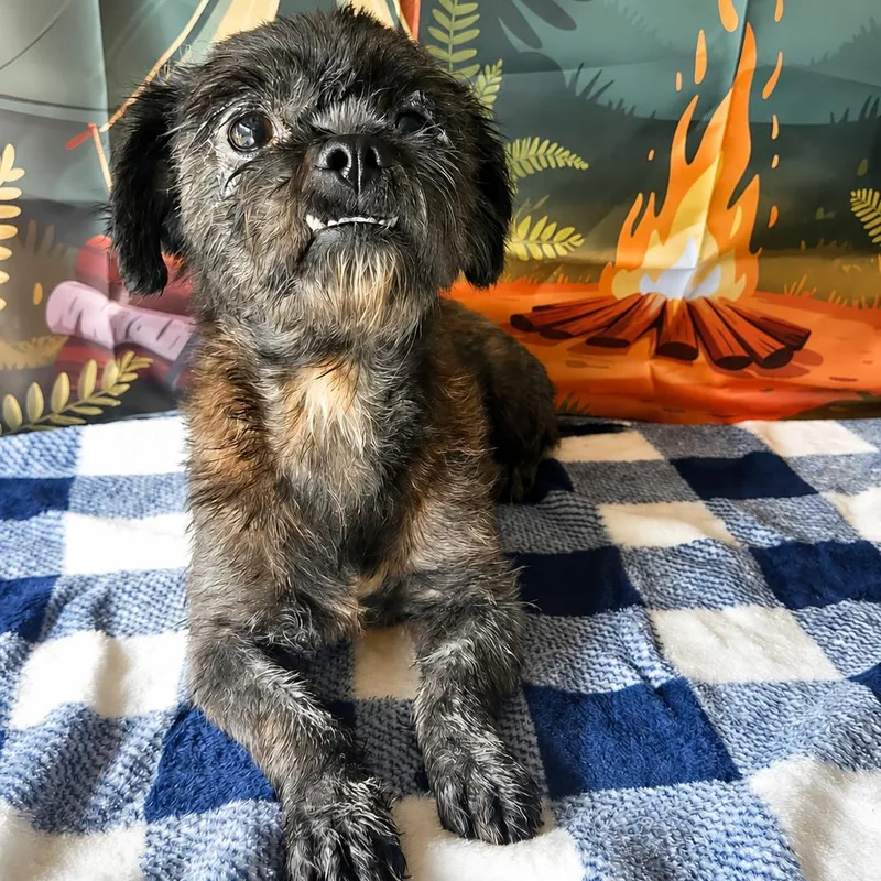 An adult small-sized male Shih Tzu dog named Charlie for adoption in Tylertown, MS
