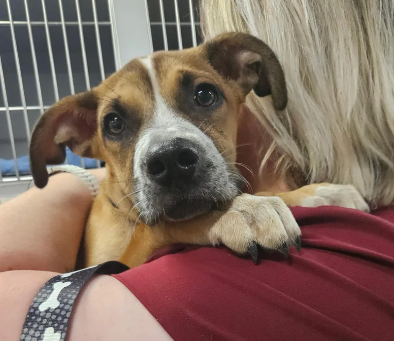 A baby medium-sized male Golden Boxer dog named Duke for adoption in CORPUS CHRISTI, TX