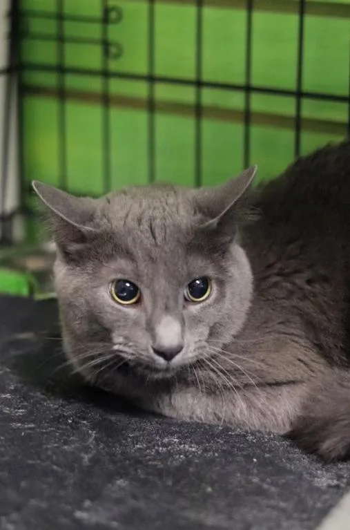 A young medium-sized female Gray / Blue / Silver Domestic Short Hair cat named Jinx for adoption in Chicago, IL