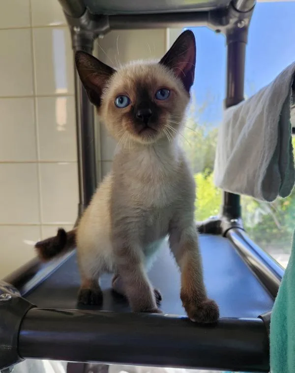 A baby small-sized male Siamese cat named Spike for adoption in Healdsburg, CA