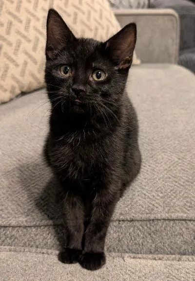 A baby medium-sized male Black Domestic Short Hair cat named Remy for adoption in Mokena, IL