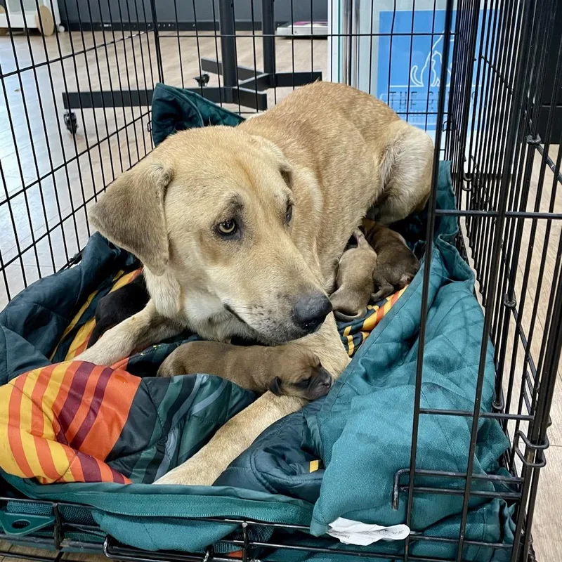 Clementine thumbnail 3