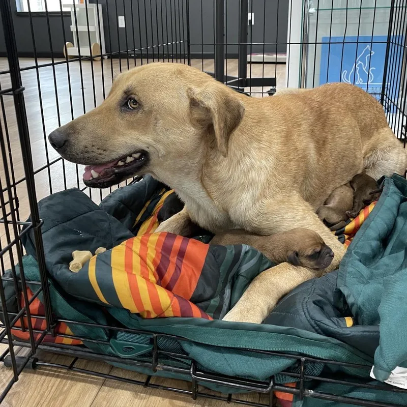 Clementine thumbnail 6