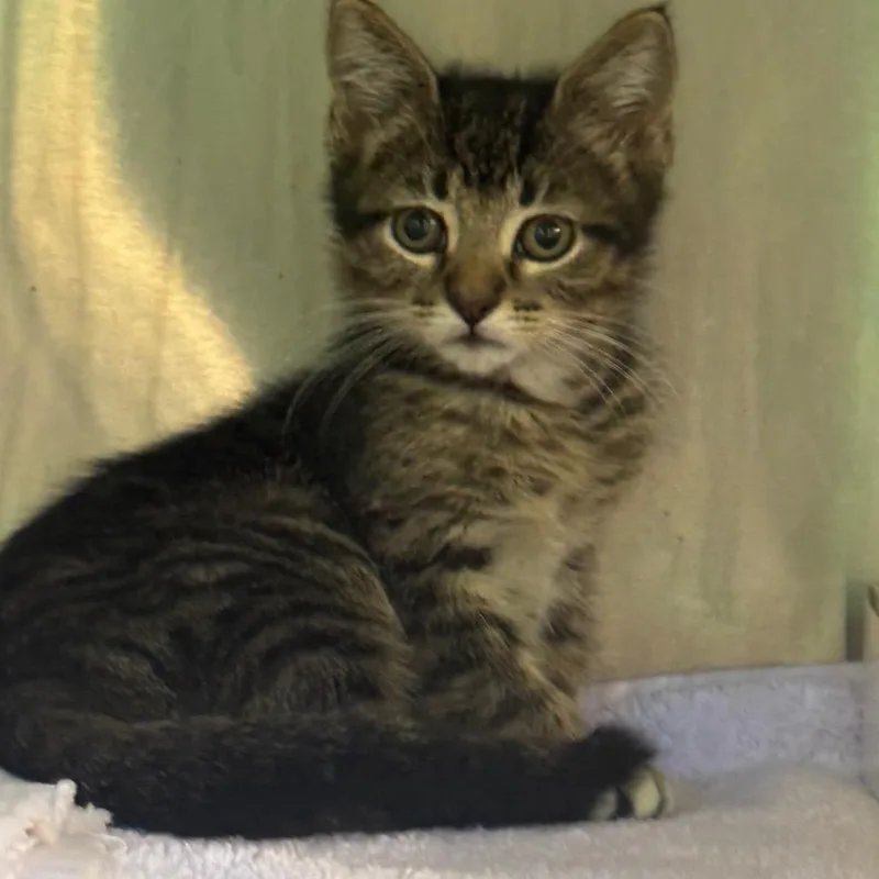 A baby small-sized female Gray / Blue / Silver Domestic Short Hair cat named Truffle for adoption in Tampa, FL