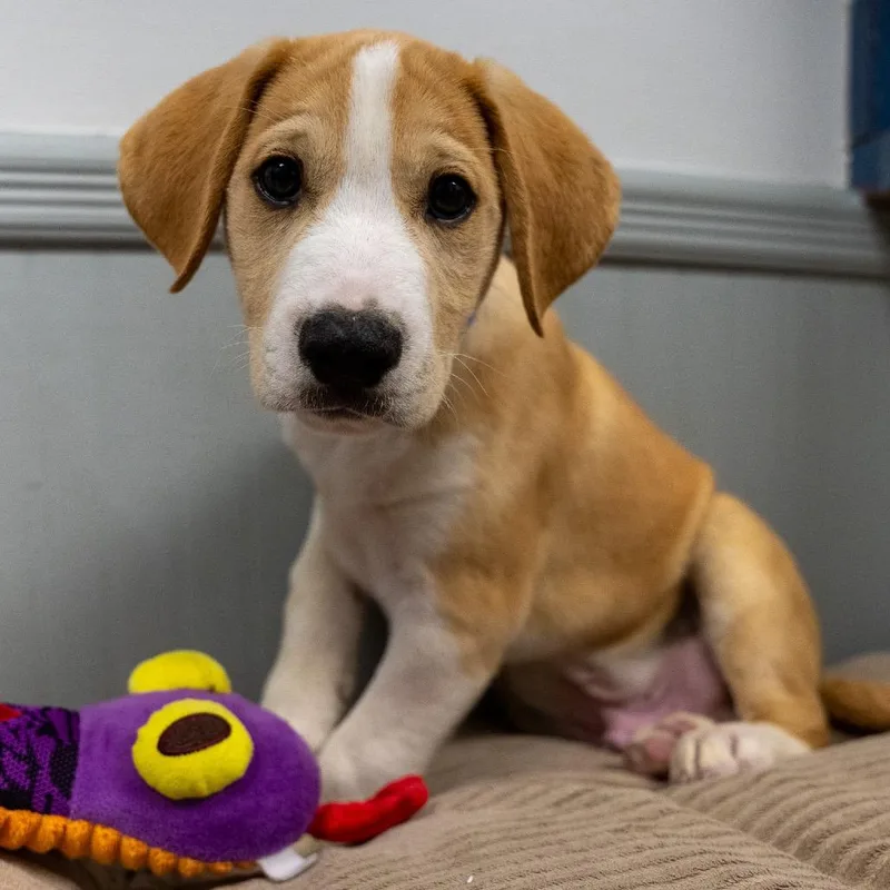 A baby medium-sized male Labrador Retriever dog named Blaze for adoption in Pawling, NY