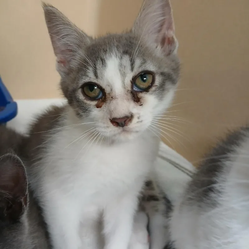 A baby small-sized male White Domestic Short Hair cat named Hoban for adoption in Blue Ridge, GA