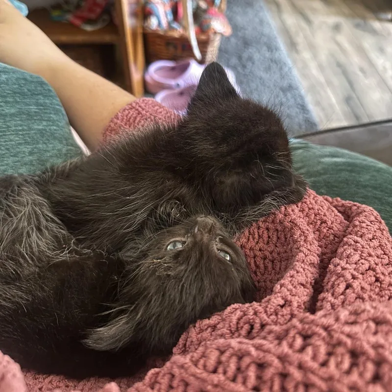 A baby small-sized female Black Domestic Short Hair cat named Pocahontas for adoption in Los Angeles, CA