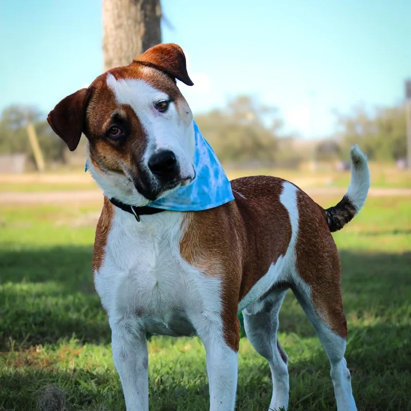 An adult large-sized male Brown / Chocolate Mixed Breed dog named Malcom for adoption in Lake Jackson, TX