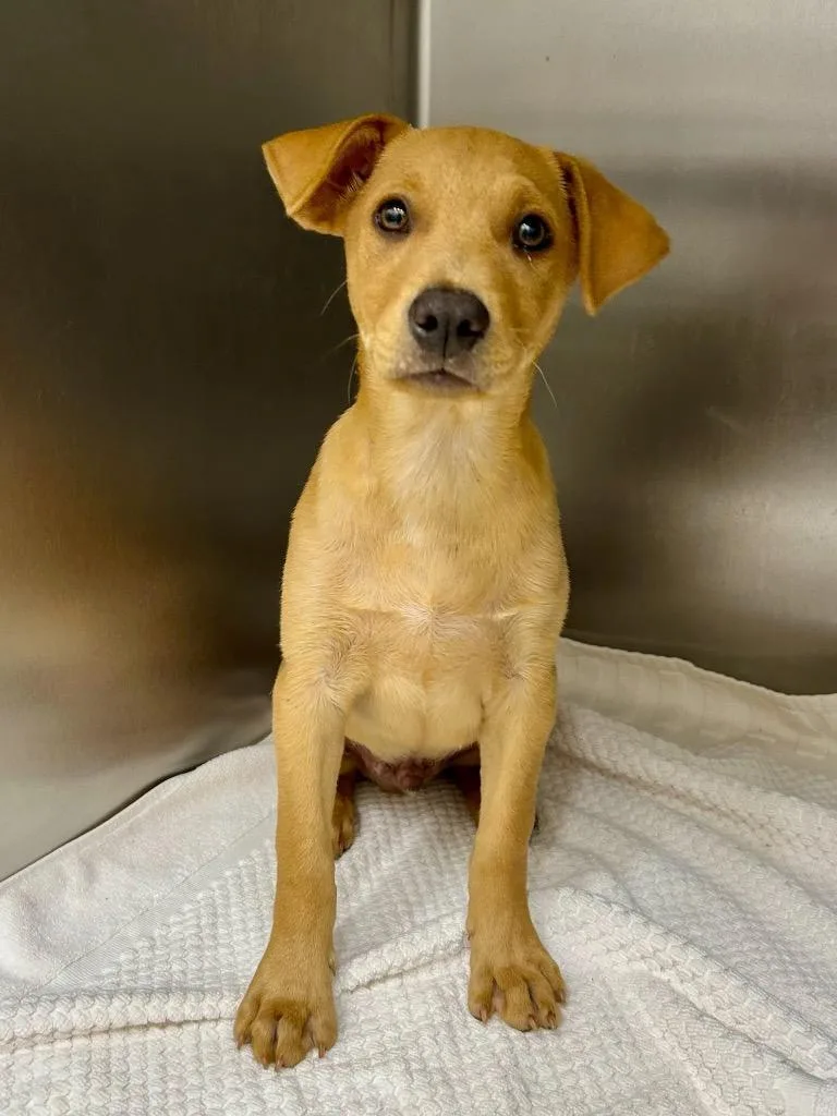 A baby extra large-sized male Hound dog named Jester for adoption in North Syracuse, NY