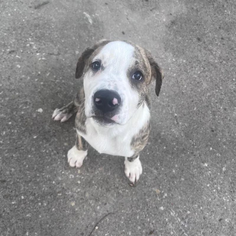 A baby small-sized male Brindle American Bulldog dog named Paul for adoption in Waco, TX