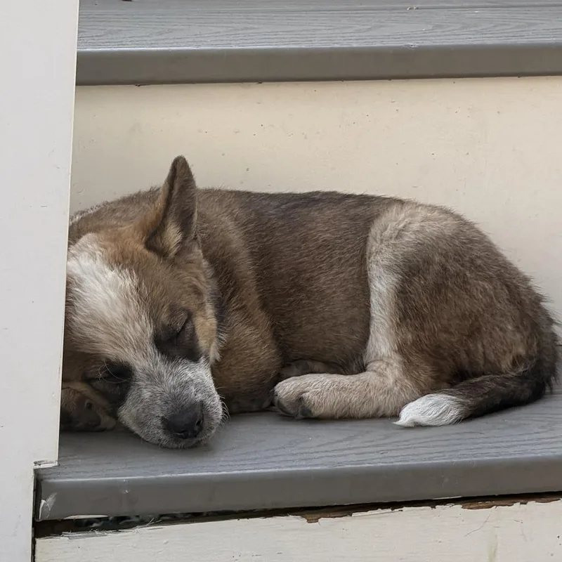 A baby small-sized female Yellow / Tan / Blond / Fawn Australian Cattle Dog / Blue Heeler dog named Isa for adoption in Fredericksburg, VA