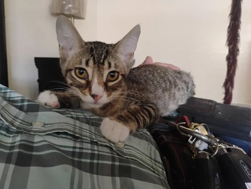 A baby medium-sized male Domestic Short Hair cat named Max for adoption in Glendale, AZ