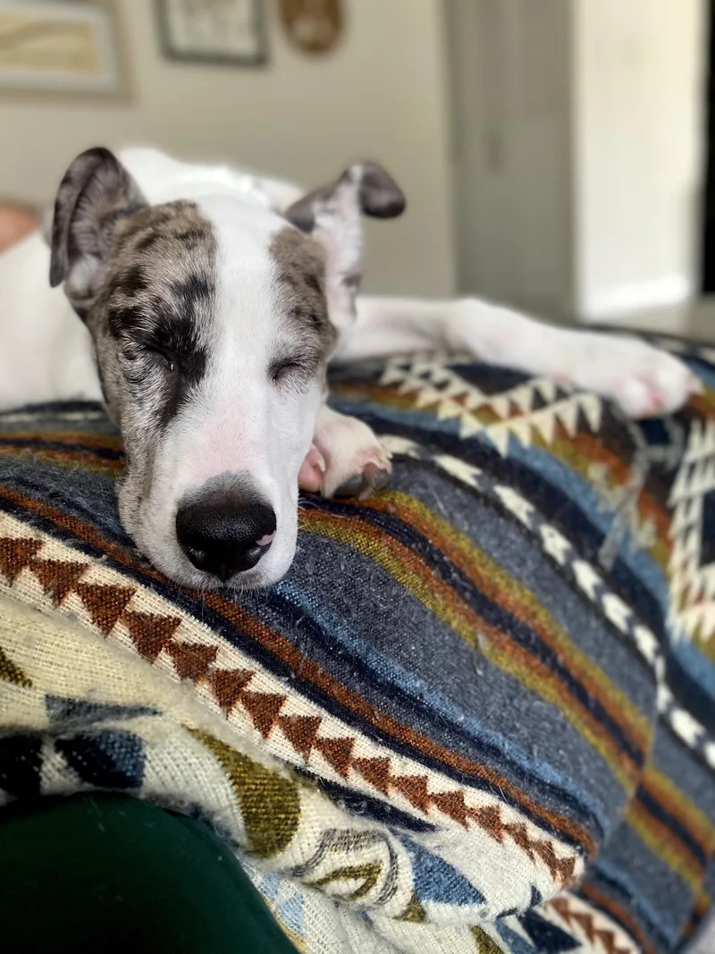 A young medium-sized male Catahoula Leopard Dog dog named Smoke for adoption in Itasca, IL
