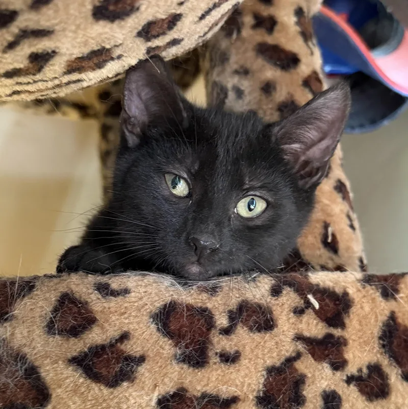 A baby medium-sized male Black Domestic Short Hair cat named Dexter for adoption in East Amherst, NY